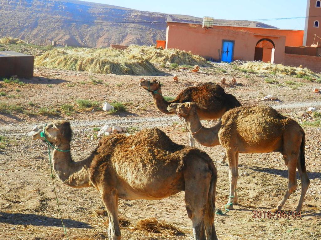 Dar Soufian riad Region non trouvee Ouarzazate 10