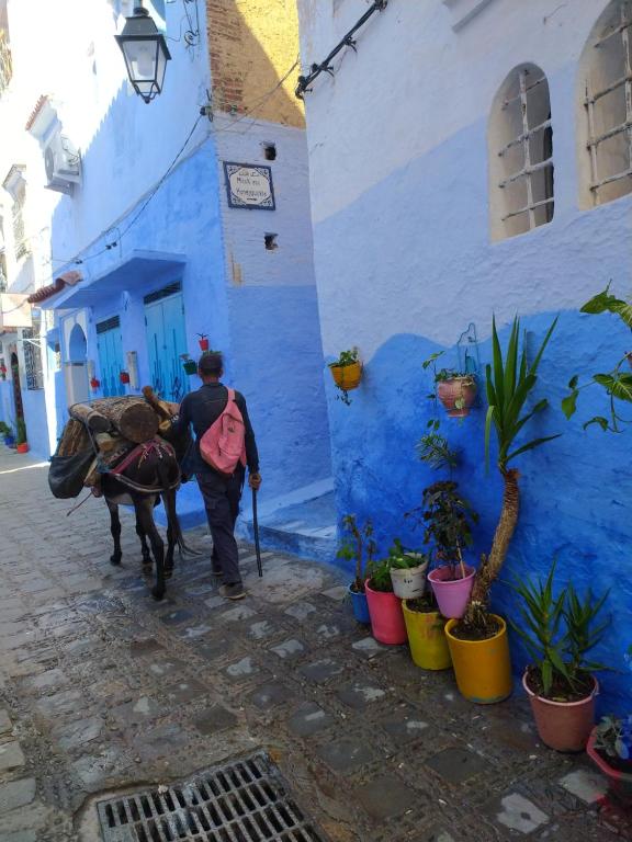 Honey Suckle riad Tanger Tetouan Chefchaouen