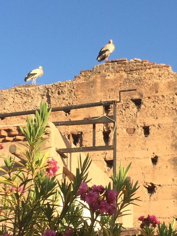 Riad Carina riad Marrakech Tensift Haouz Marrakech 9