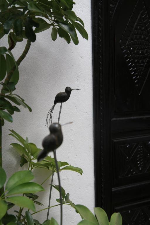 Riad Dar Zampa riad Marrakech Tensift Haouz Marrakech 13