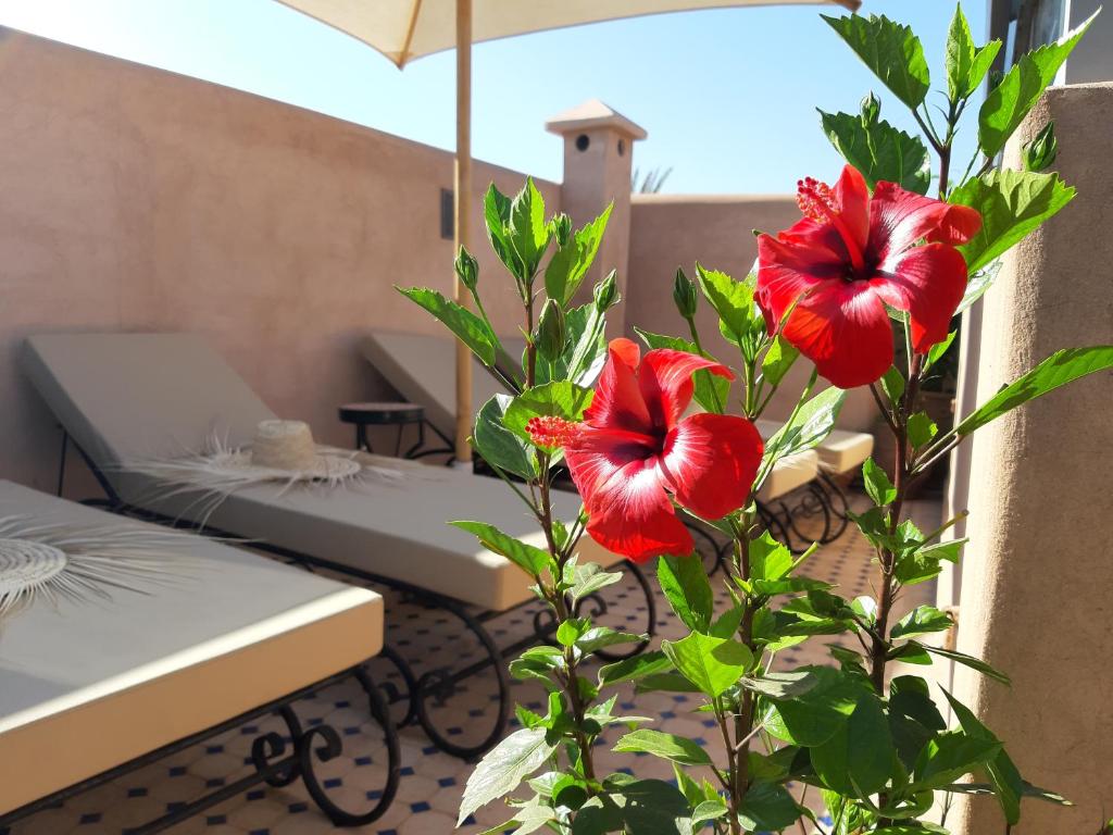 Riad Miral riad Marrakech Tensift Haouz Marrakech 19