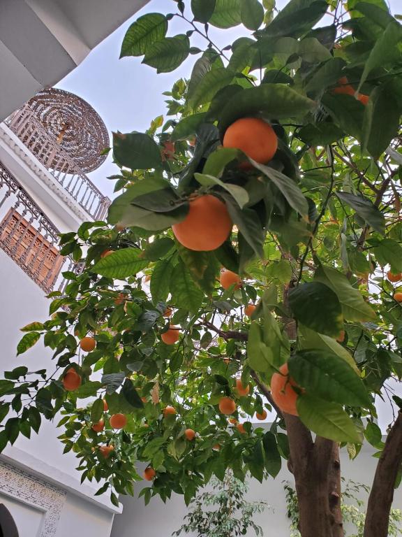 Riad Yamina52 riad Marrakech Tensift Haouz Marrakech 7