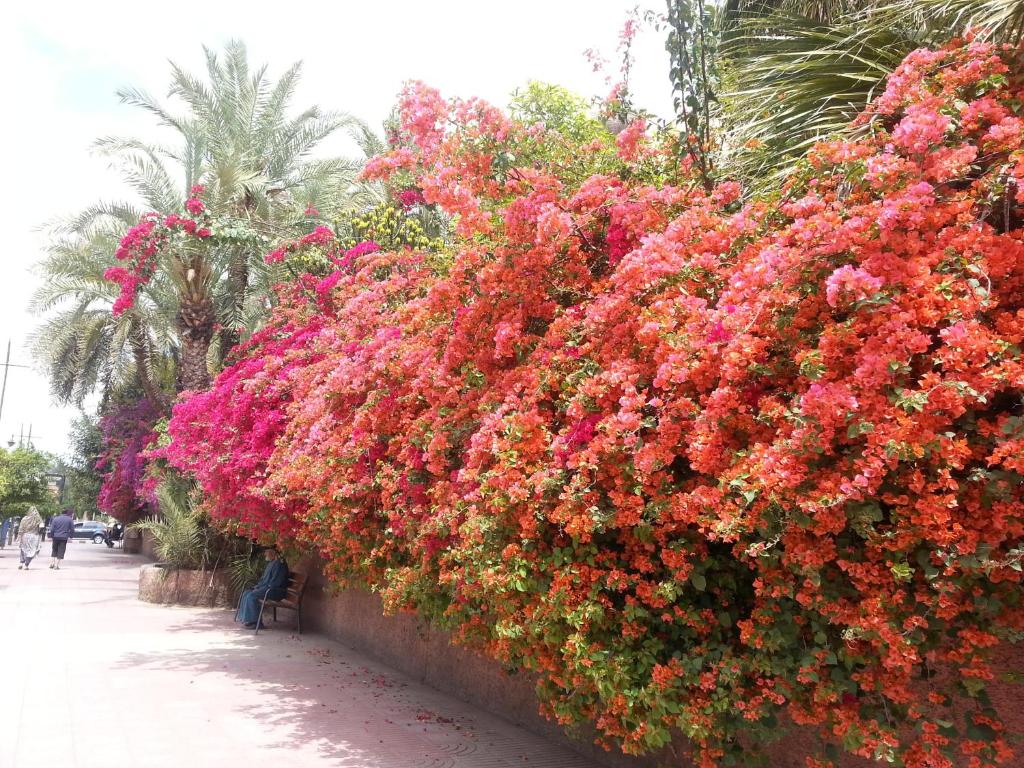 Riad des Etoiles riad Marrakech Tensift Haouz Marrakech 8